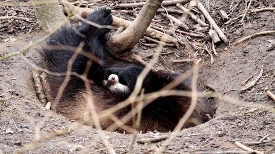 Voor het eerst sinds vijftien jaar bijzondere veelvraten geboren in GaiaZOO