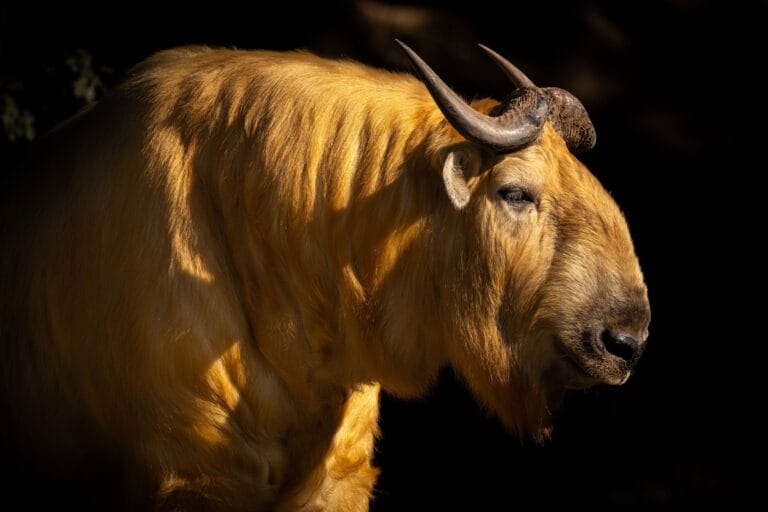 Unieke diersoort in Eindhoven Zoo: ‘Het is een eer’