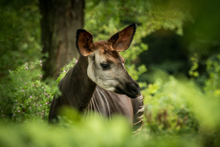ZooParc Overloon verwelkomt deze zomer een bijzondere nieuwe diersoort
