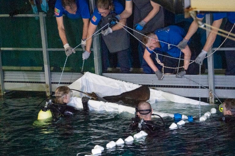 Burgers’ Zoo schenkt vis van 70 kilo aan collega in Frankrijk