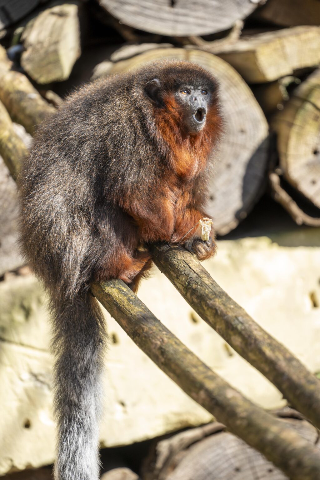 Burgers' Zoo laat apen los in de Mangrove - Backseaters