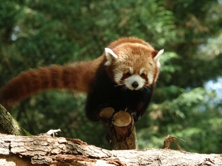 Nieuwe rode panda in DierenPark Amersfoort