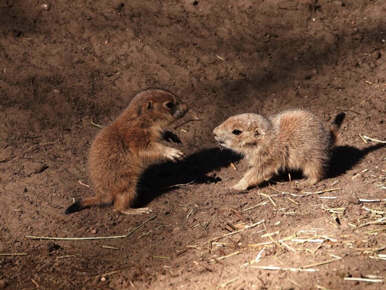 Tientallen prairiehondjes geboren in DierenPark Amersfoort