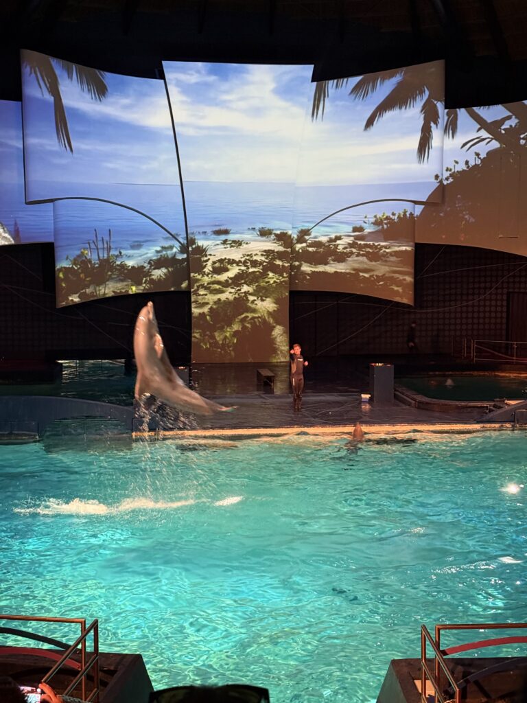 Dolfinarium past shows aan na kritiek op onnatuurlijk dierengedrag