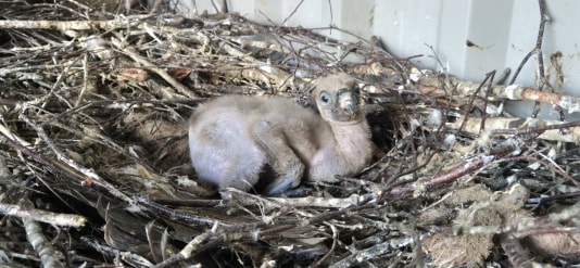 Twee mannelijke gieren in Beekse Bergen adopteren kuiken uit Blijdorp