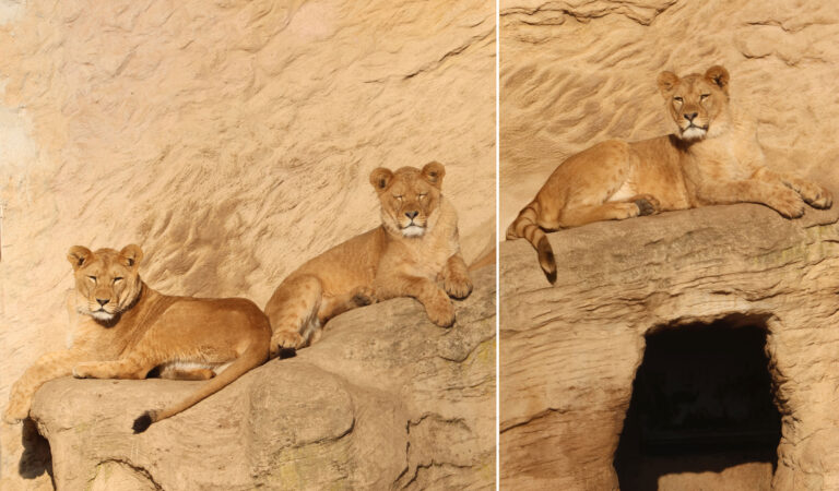 Bellewaerde Park verwelkomt drie nieuwe Noordelijke leeuwinnen
