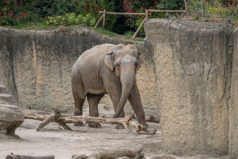 Verhuizingen van olifanten tussen WILDLANDS, Eindhoven Zoo en Zoo Heidelberg