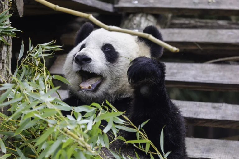 Pairi Daiza ontvangt voor het tiende jaar op rij de hoogste onderscheiding