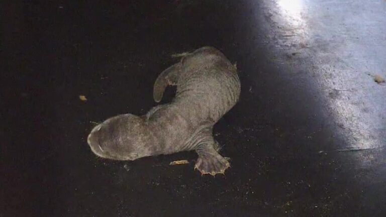 Primeur voor AquaZoo: eerste reuzenotterjong in Nederland geboren