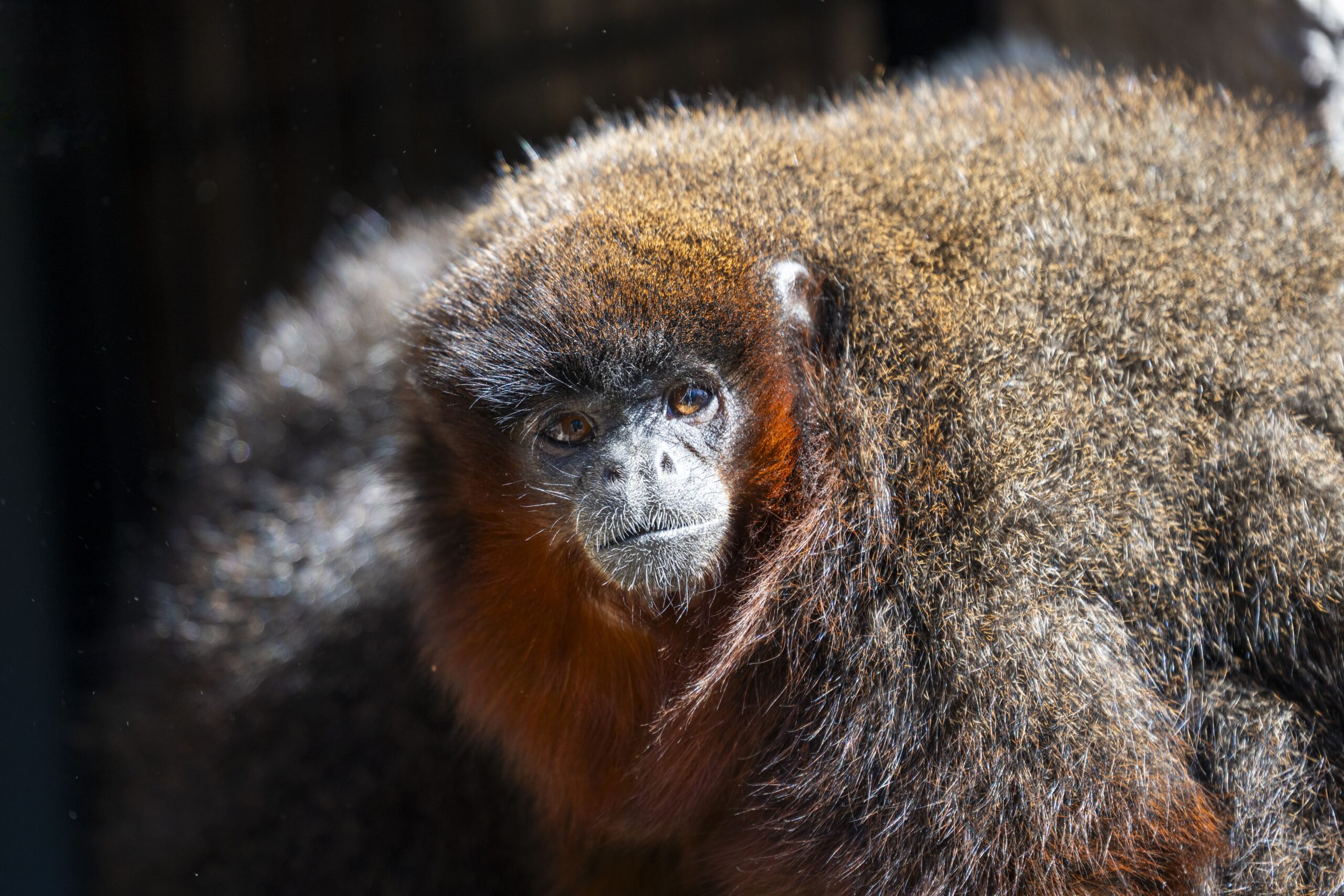 Burgers' Zoo laat apen los in de Mangrove - Backseaters