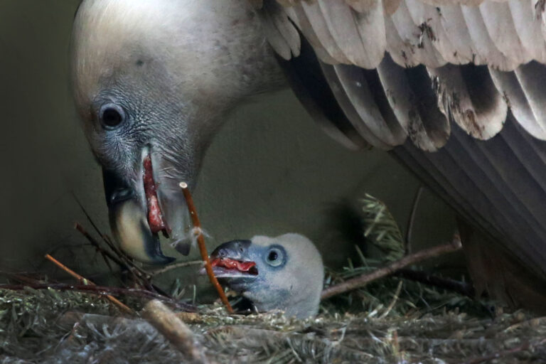 Mannenkoppel heeft vale gier ei uitgebroed in ARTIS