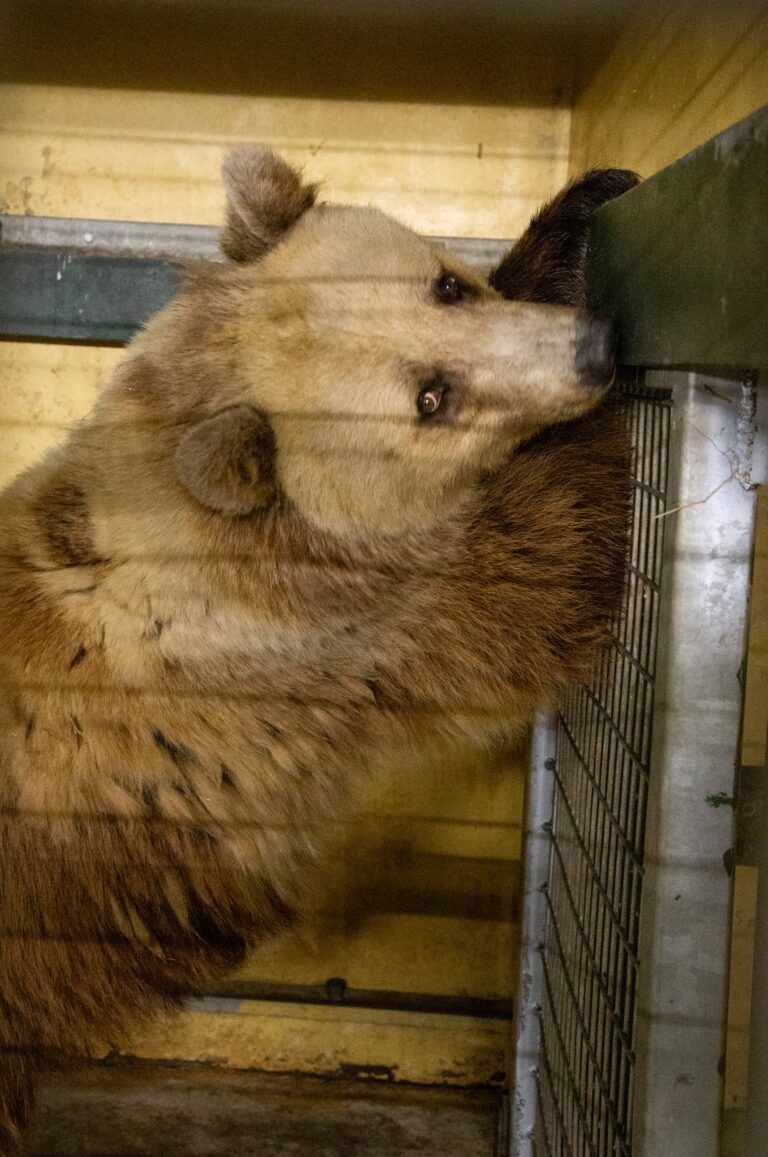 Twee beren uit Oekraïne goed aangekomen in Ouwehands Dierenpark