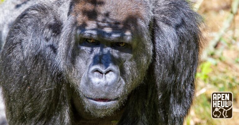 Gorillaleider Bao Bao in Apenheul overleden