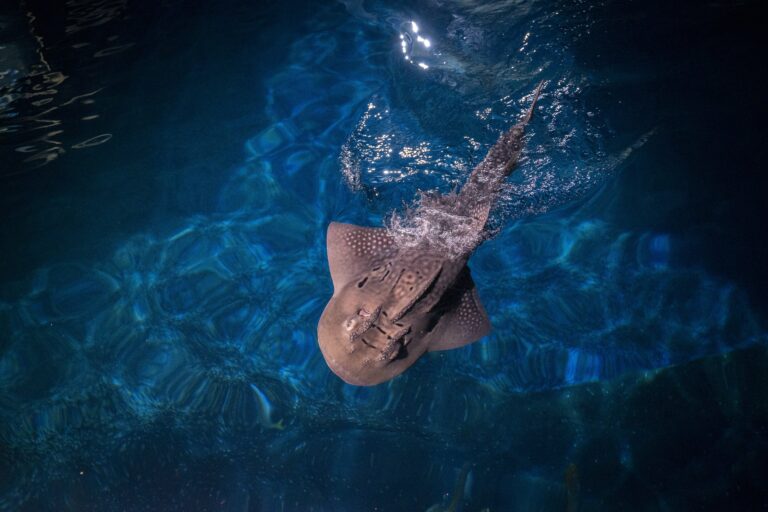 Zeldzame boogbekrog te zien in Burgers’ Ocean: nieuwe stap in internationaal kweekprogramma