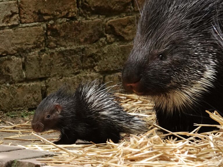 Stekelvarken geboren in DierenPark Amersfoort