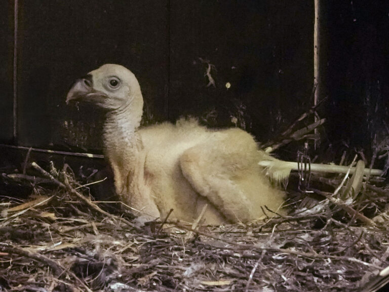 Twee vale gieren uit het ei gekropen in DierenPark Amersfoort
