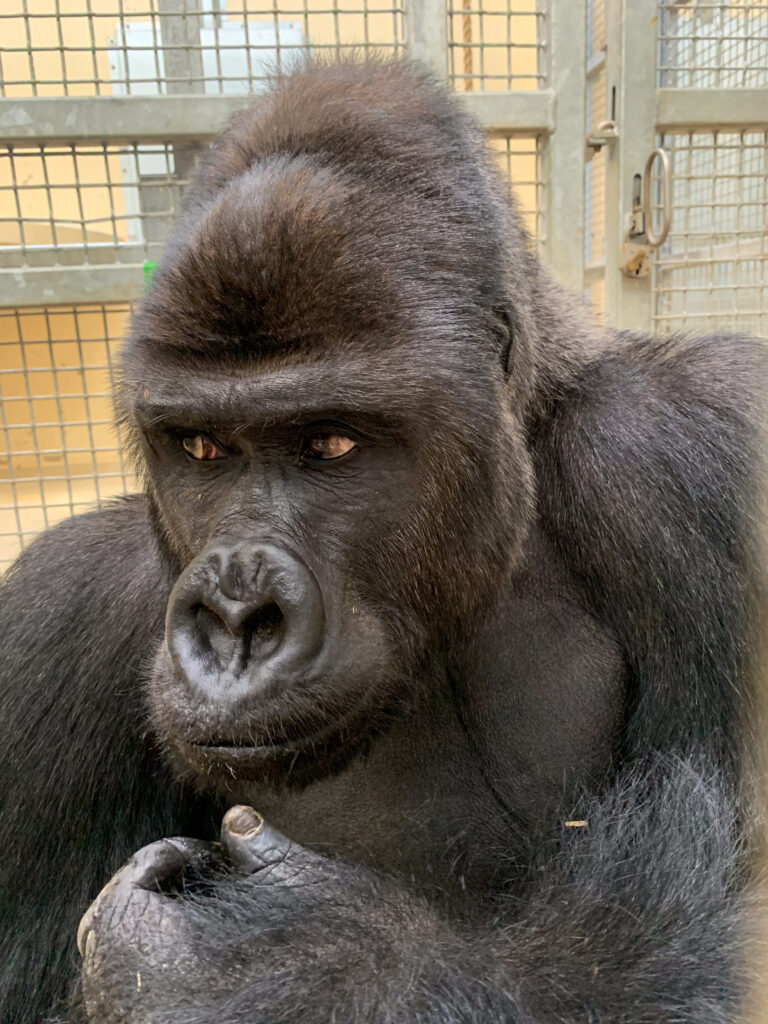 Burgers’ Zoo ontvangt volwassen gorillamannetje om de nieuwe leider van de groep te worden