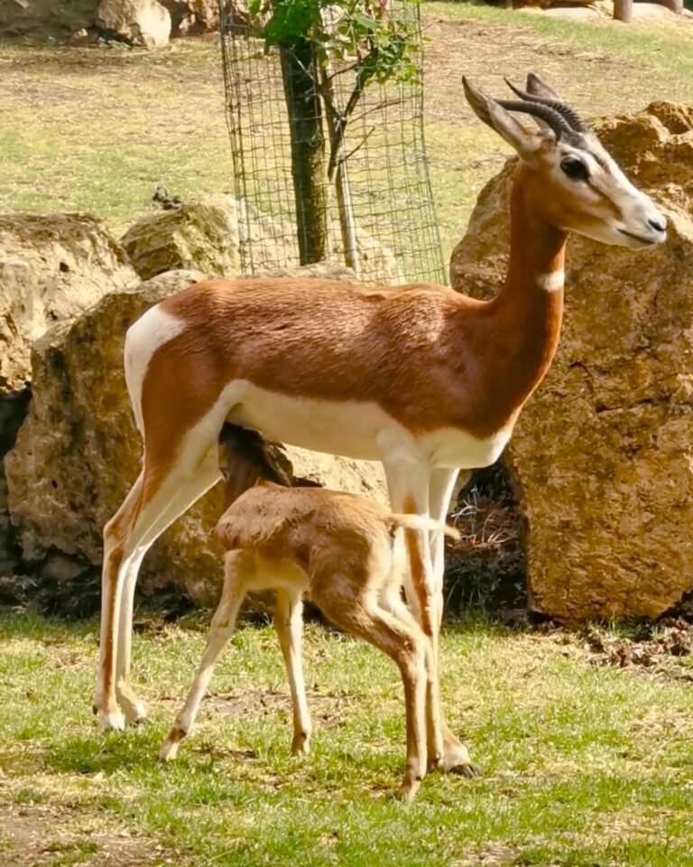 Mhorrgazellen geboren in ZooParc, belangrijk voor behoud bedreigde soort