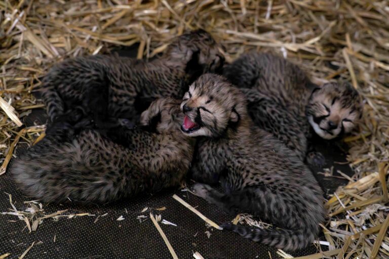 Bijzondere geboorte: vijf cheetawelpjes in Safaripark Beekse Bergen