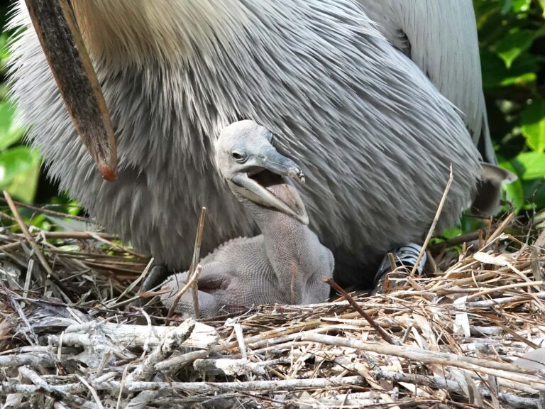 Pelikaankuiken uit ei gekropen in DierenPark Amersfoort