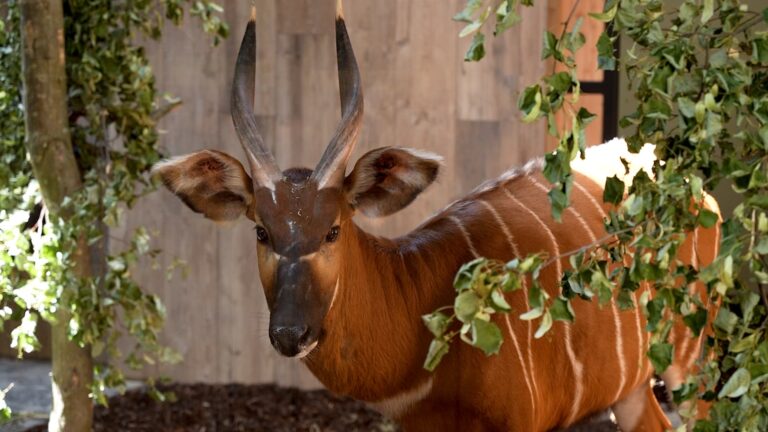 Ernstig bedreigde bergbongo’s in GaiaZOO gearriveerd