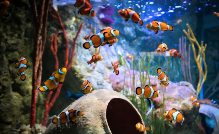 Sea Life Scheveningen gaat na de zomer flink op de schop en is gesloten tot zomer 2026