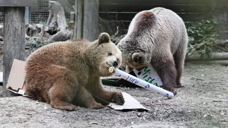 Beren ontsnapt in Engels dierenpark: Mish en Lucy op honingjacht