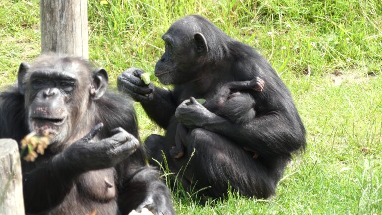 Bijzonder: in natuur bedreigde chimpansee geboren in Eindhoven Zoo