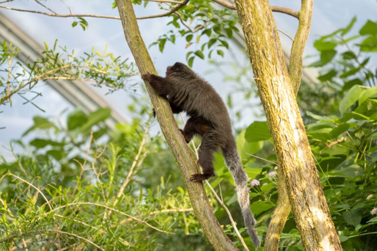 Apen lopen vrij tussen bezoekers en verkennen Burgers’ Mangrove in Koninklijke Burgers’ Zoo
