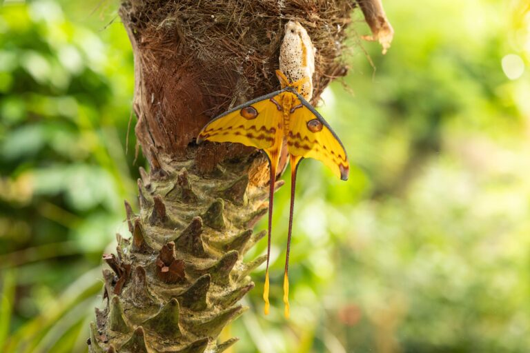 Pantropica verwelkomt bijzondere vlinder: de komeetstaartvlinder is terug van weggeweest