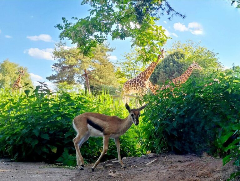 Dierentuin van de toekomst: Leipzig Zoo viert 25 jaar transformatie