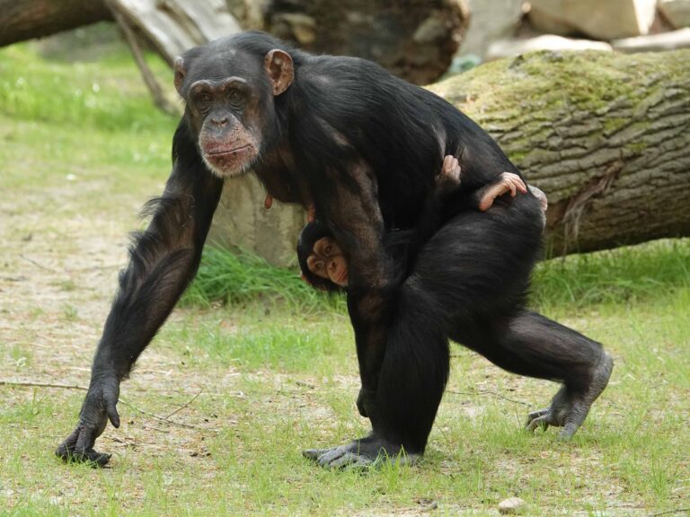 Van euro tot boom: bezoekers van DierenPark Amersfoort maken het planten van duizenden bomen mogelijk