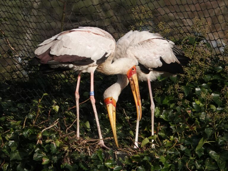 Bijzondere geboorte: Afrikaanse nimmerzat uit ei gekropen in DierenPark Amersfoort