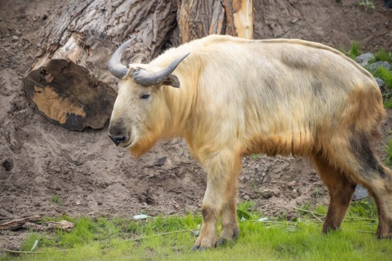 Gouden takins, uniek in Nederland, vanaf nu te zien in Eindhoven Zoo