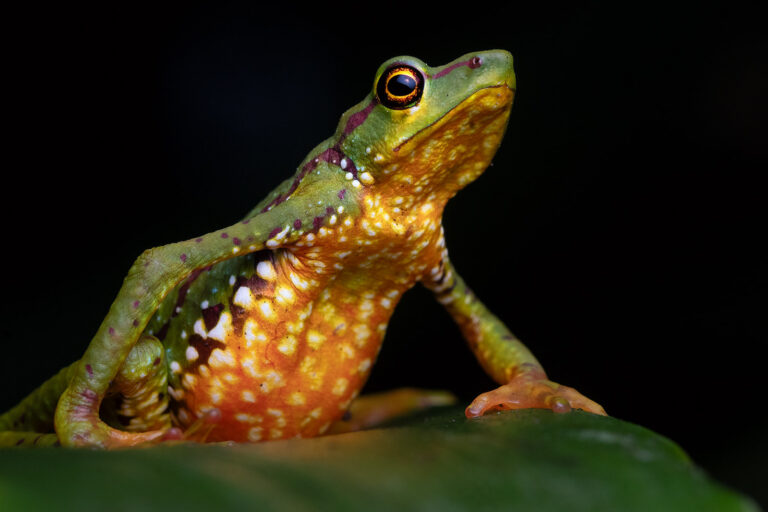 ‘Uitgestorven’ kikker herontdekt dankzij Burgers’ Zoo