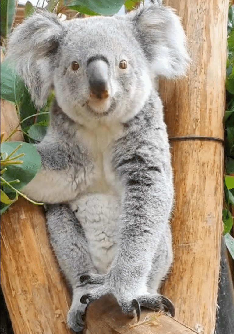Unieke gebeurtenis in Ouwehands Dierenpark met geboorte van koala