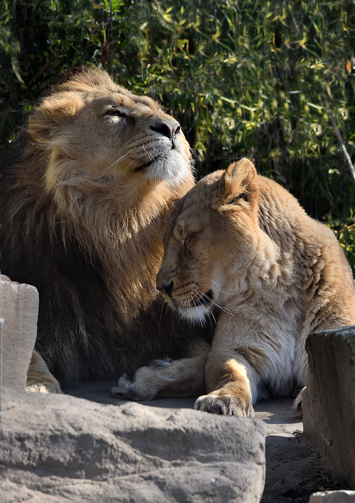 Duits dierenpark laat twee leeuwenwelpjes inslapen, moeder verzorgde hen niet