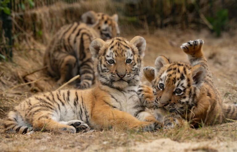 Jonge Amoertijgers nu te bewonderen in buitenverblijf bij Beekse Bergen