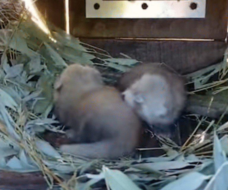 Dubbel geboortenieuws in ZooParc Overloon: twee rode panda’s geboren