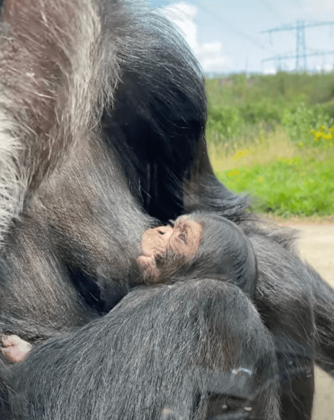 Eindhoven Zoo verwelkomt tweede chimpansee-jong van het jaar