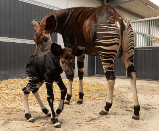In natuur met uitsterven bedreigde okapi geboren in Beekse Bergen