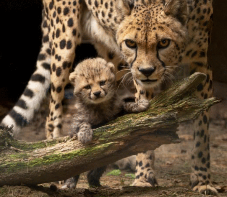 Drie cheetawelpjes geboren in Beekse Bergen na cheeta-ruil met Burgers’ Zoo