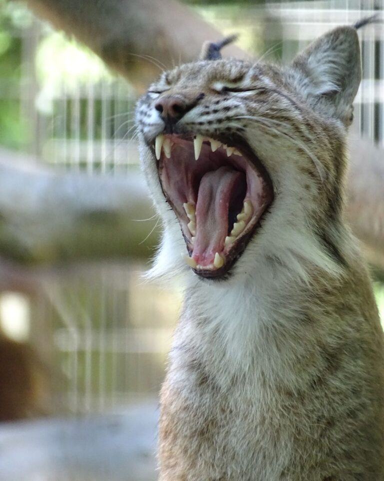 Opmerkelijke oproep: Aalborg Zoo vraagt naar huisdieren als voer voor hun roofdieren