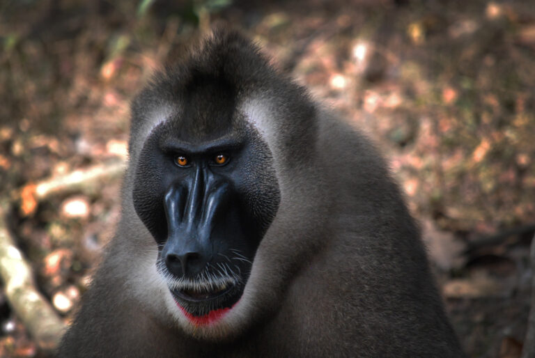 Bedreigde drils nu te zien in nieuw expeditiegebied van ZooParc