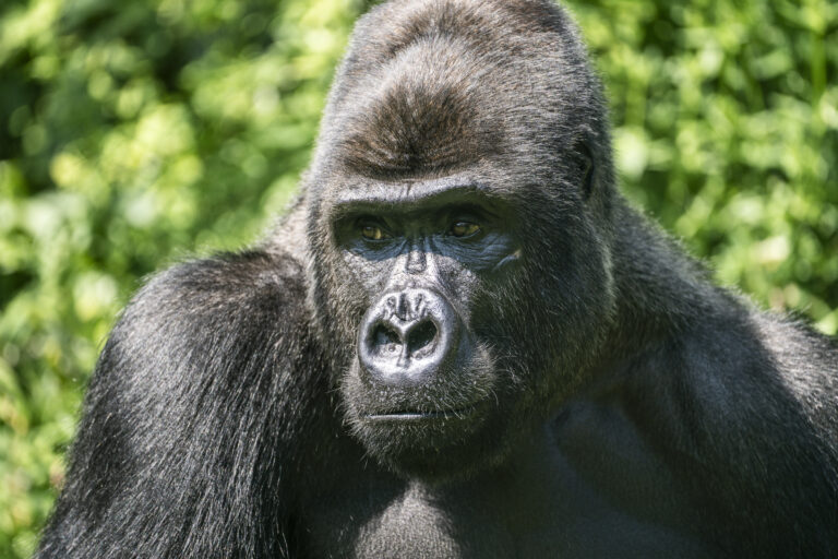 Drie Nederlandse dierenparken ruilen gorilla’s