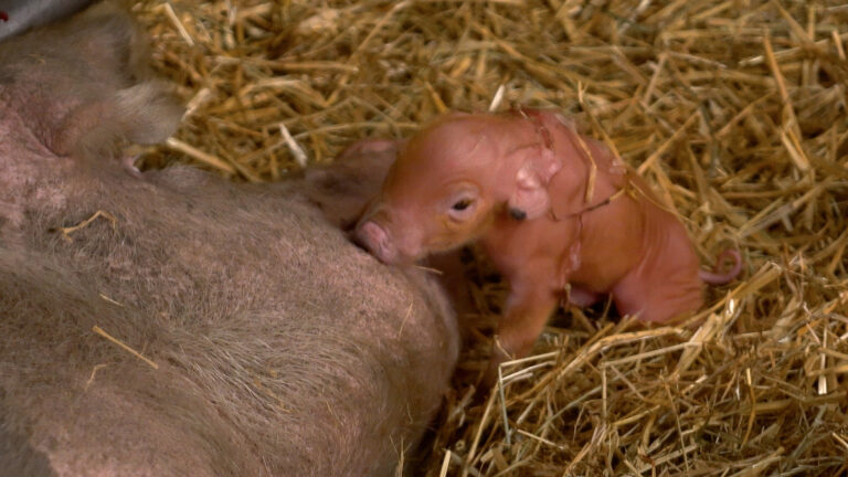 [Foto’s] Tweede nestje voor Lotje: twaalf biggetjes geboren in Dierenpark Amersfoort