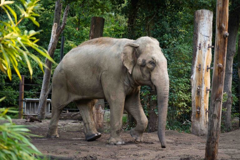 Nieuwe mannelijke olifant aangekomen in DierenPark Amersfoort