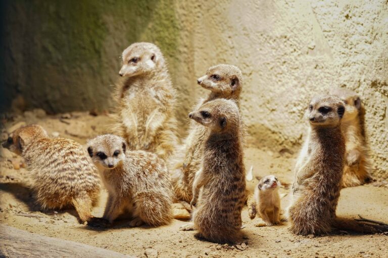 Twee stokstaartjes geboren in DierenPark Amersfoort