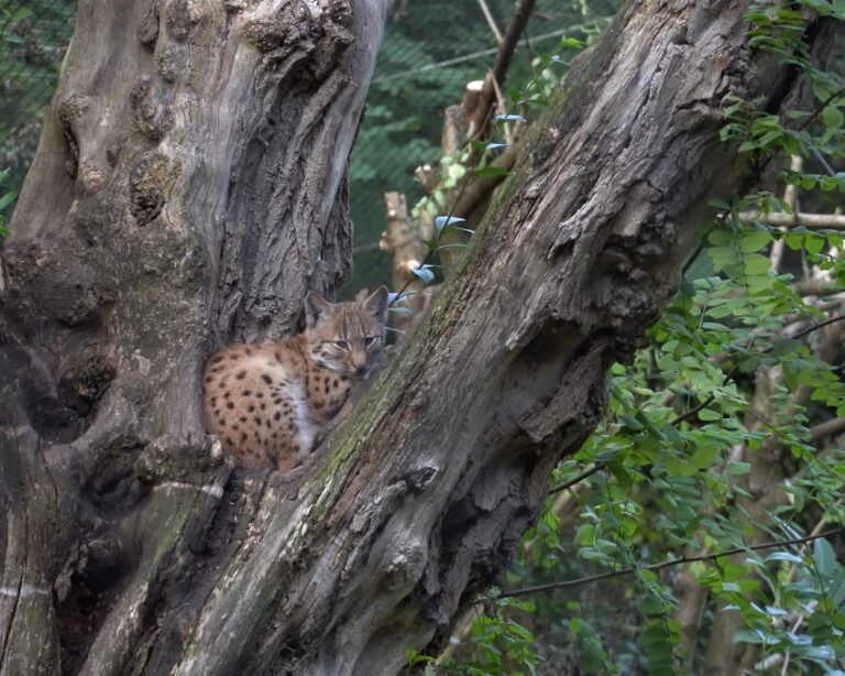 Eindhoven Zoo draagt jonge lynx over voor soortbehoud in Europa