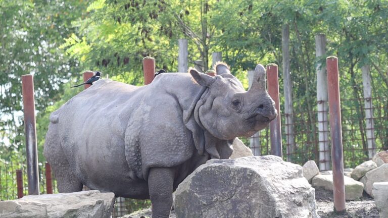 Eindhoven Zoo verwelkomt mannelijke neushoorn na vertrek neushoornvrouw